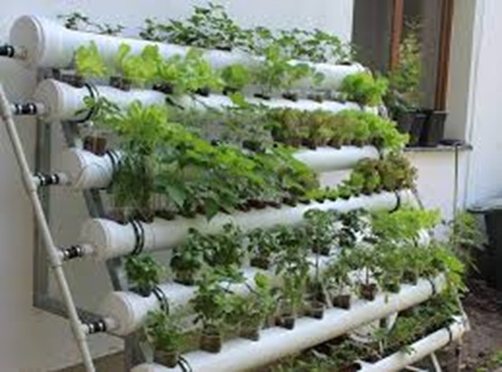 Hydroponics and Aquaponics